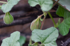 Aristolochia wrightii