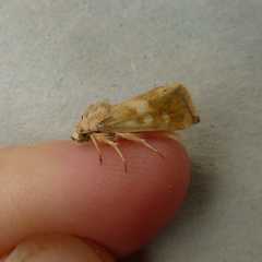 Heliothodes diminutiva