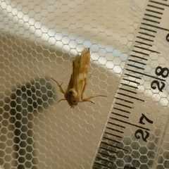 Heliothodes diminutiva