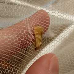 Heliothodes diminutiva