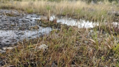 Sporobolus vaginiflorus