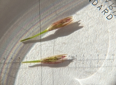 Sporobolus vaginiflorus