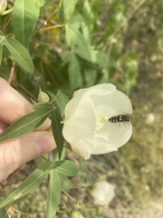 Acmaeodera alicia