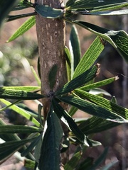 Dolichandrone alternifolia