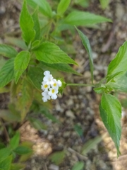 Lantana canescens