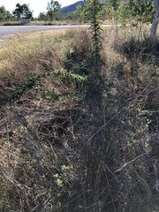 Dolichandrone alternifolia