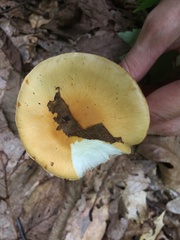 Cortinarius emollitus