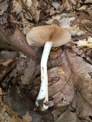 Cortinarius emollitus