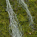 Alectoria sarmentosa - Photo (c) Richard Droker, algunos derechos reservados (CC BY-NC-ND)