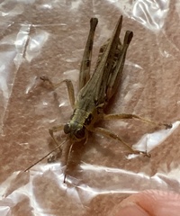 Melanoplus femurrubrum