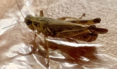 Melanoplus femurrubrum