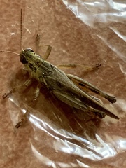 Melanoplus femurrubrum