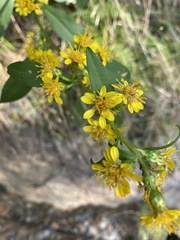 Solidago glomerata
