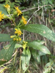 Solidago glomerata
