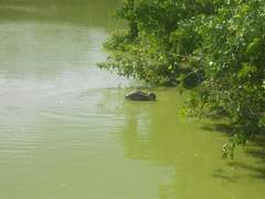 Pelecanus occidentalis