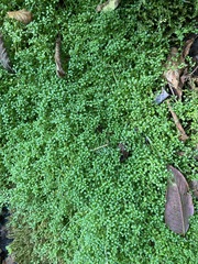 Houstonia serpyllifolia