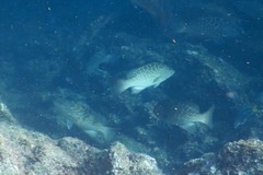 Mycteroperca rosacea