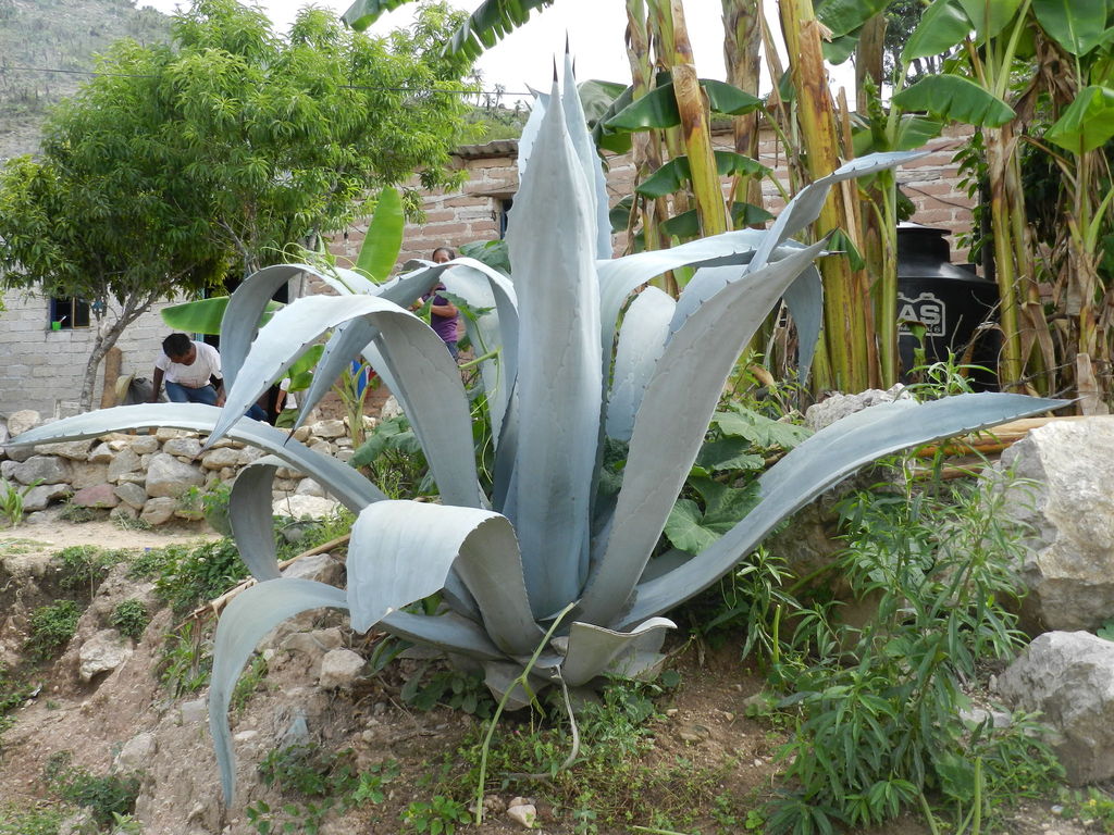 (Agave lurida) - Botanical Realm