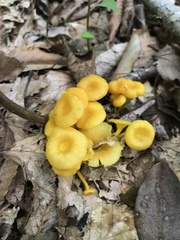 Gloioxanthomyces
