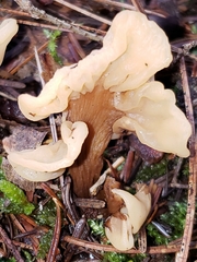 Cudoniaceae