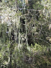 Usnea angulata