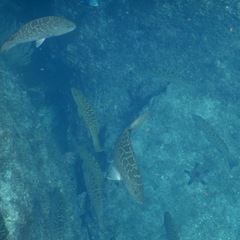 Mycteroperca rosacea