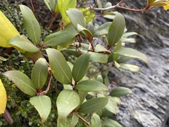 Rhododendron smokianum