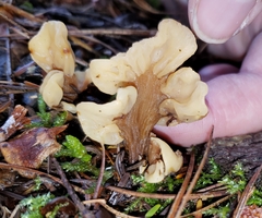 Cudoniaceae