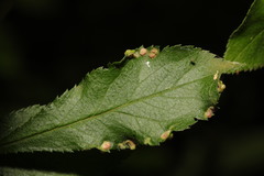 Eriophyes similis