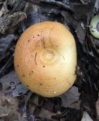 Lactarius croceus