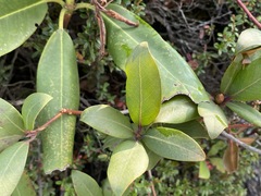 Rhododendron smokianum