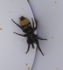Latonigena auricomis