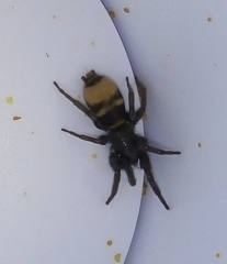 Latonigena auricomis