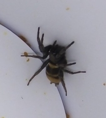 Latonigena auricomis