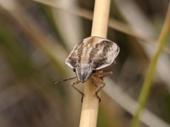 Homaemus bijugis