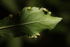 Eriophyes similis