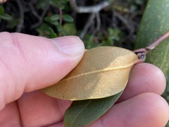Rhododendron smokianum