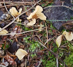 Cudoniaceae