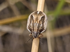 Homaemus bijugis