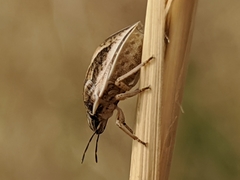 Homaemus bijugis