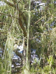 Usnea angulata
