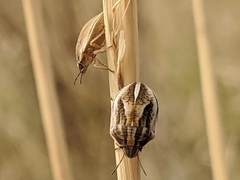 Homaemus bijugis
