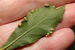 Eriophyes similis