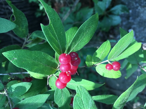 Lonicera morrowii