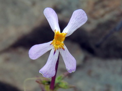 Jamesbrittenia tysonii