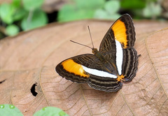 Adelpha cytherea