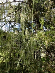 Usnea angulata
