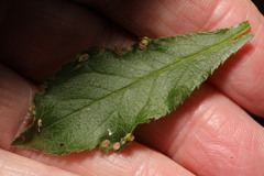 Eriophyes similis
