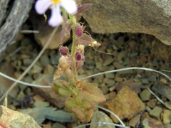 Jamesbrittenia tysonii