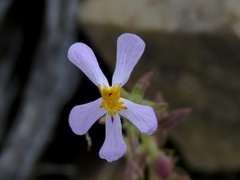 Jamesbrittenia tysonii